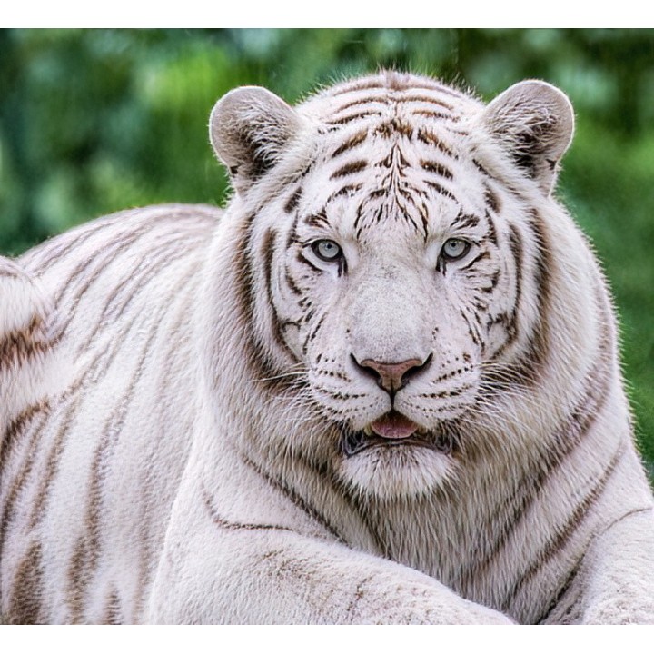 Tierpatenschaft weißer Tiger