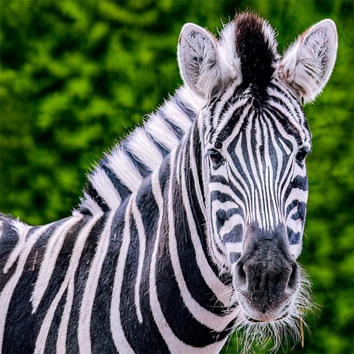 Tierpatenschaft Zebra