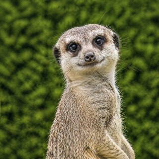 Tierpatenschaft Erdmännchen