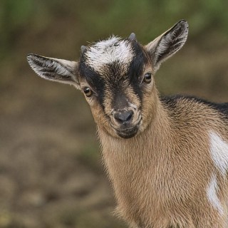 Tierpatenschaft Afrikanische Zwergziege