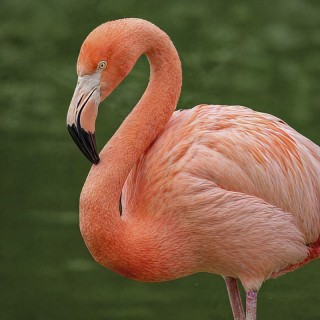 Tierpatenschaft Flamingo