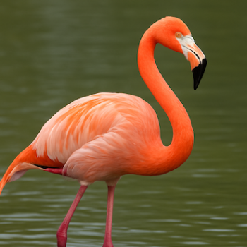 Tierpatenschaft Flamingo inkl. einer Tageskarte